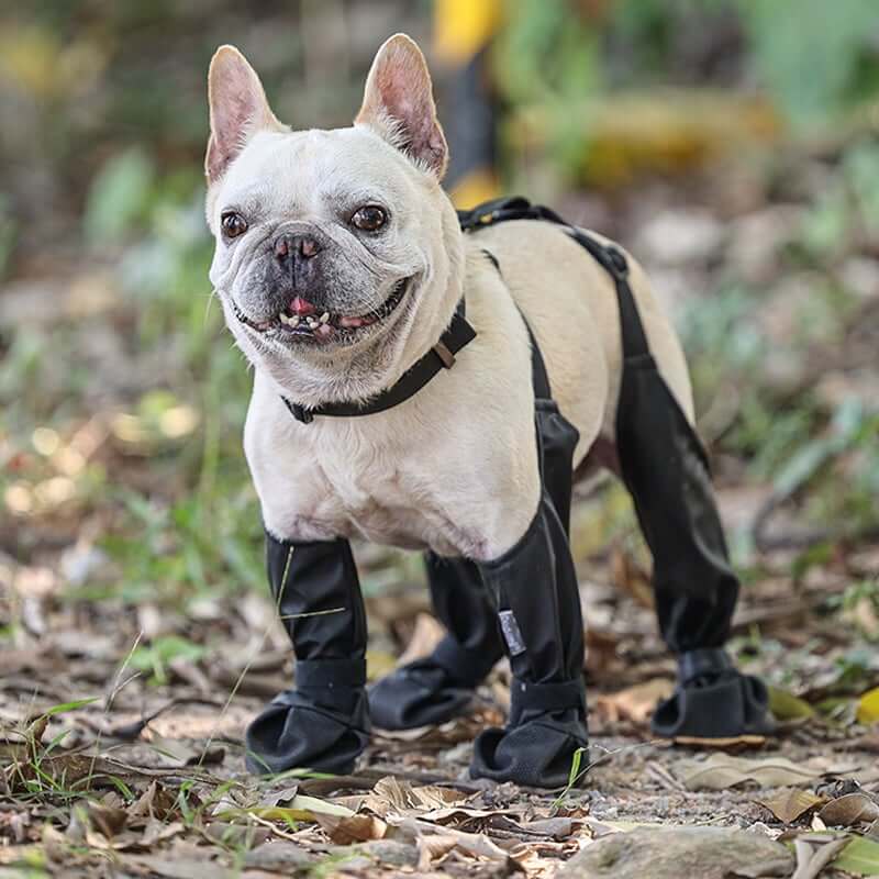 Leggings  to protect your  pet dog!!