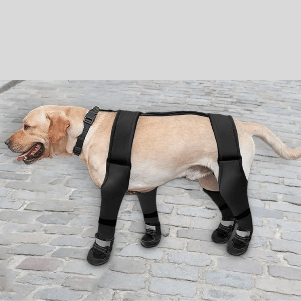 Leggings  to protect your  pet dog!!